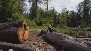 Best Tree Preservation Services  in Lebanon, VA