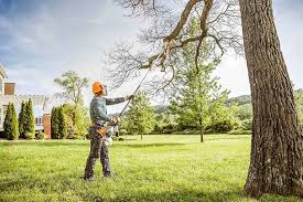 How Our Tree Care Process Works  in  Lebanon, VA