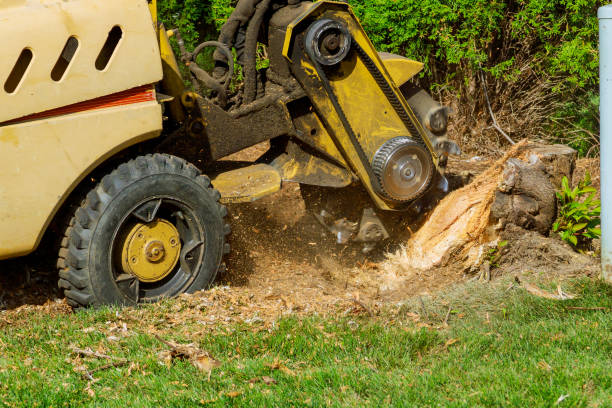 Best Root Management and Removal  in Lebanon, VA