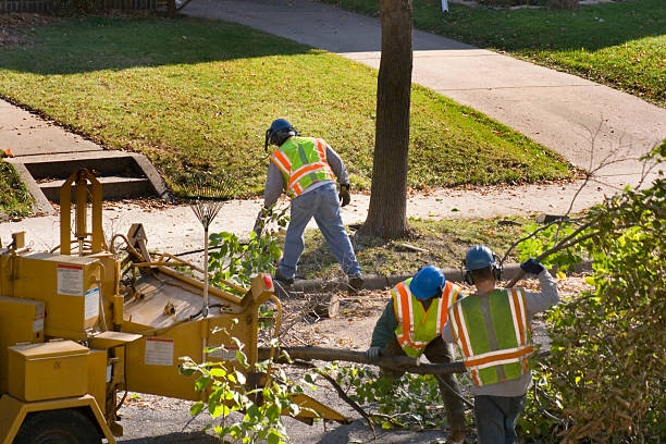 Best Tree Removal  in Lebanon, VA