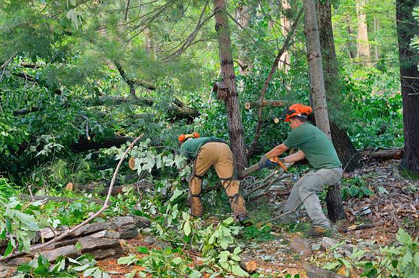 Best Commercial Tree Services  in Lebanon, VA