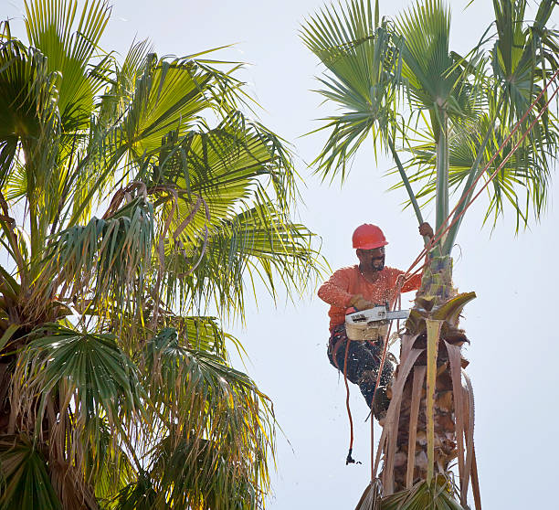  Lebanon, VA Tree Services Pros