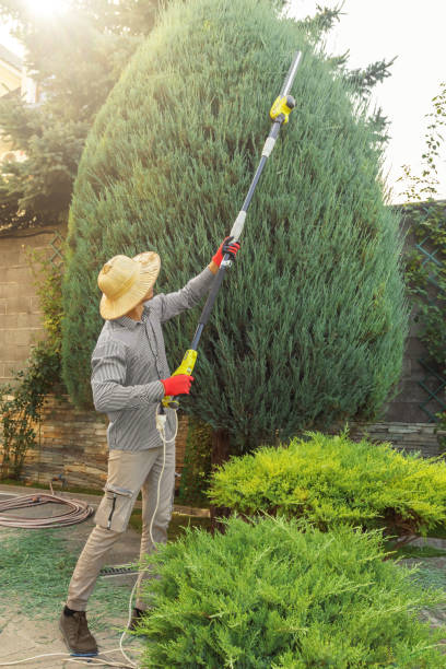Best Tree Trimming and Pruning  in Lebanon, VA