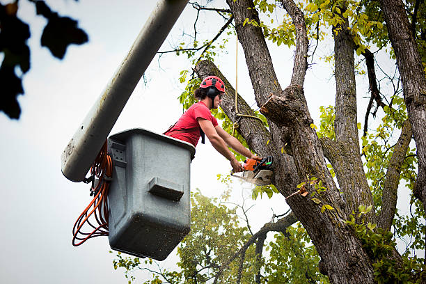 Lebanon, VA Tree Services Company
