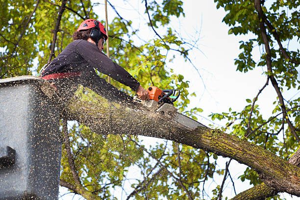 Best Palm Tree Trimming  in Lebanon, VA